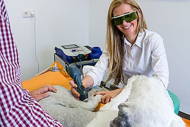 Tierarzt Besserer Physiotherapie: Hund bei Lasertherapie